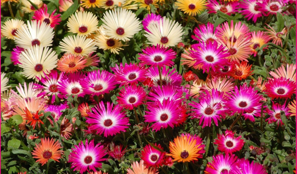 В лесу красивые цветы маргаритки