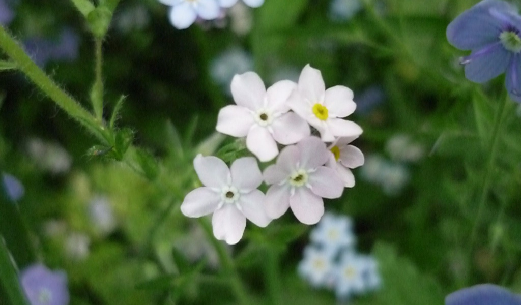 В лесу красивые цветы незабудки