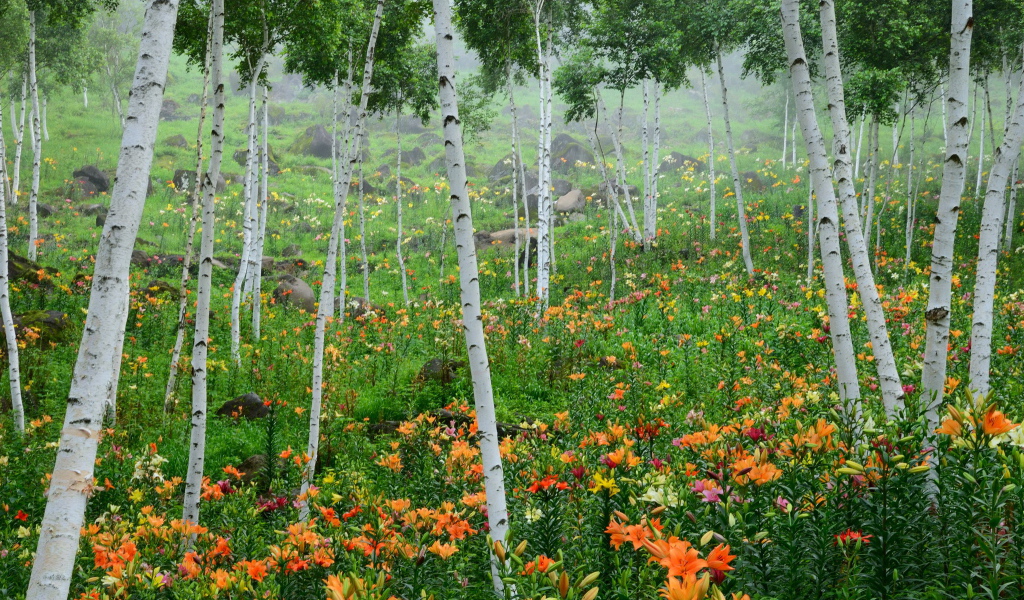 В лесу красивые цветы лилия