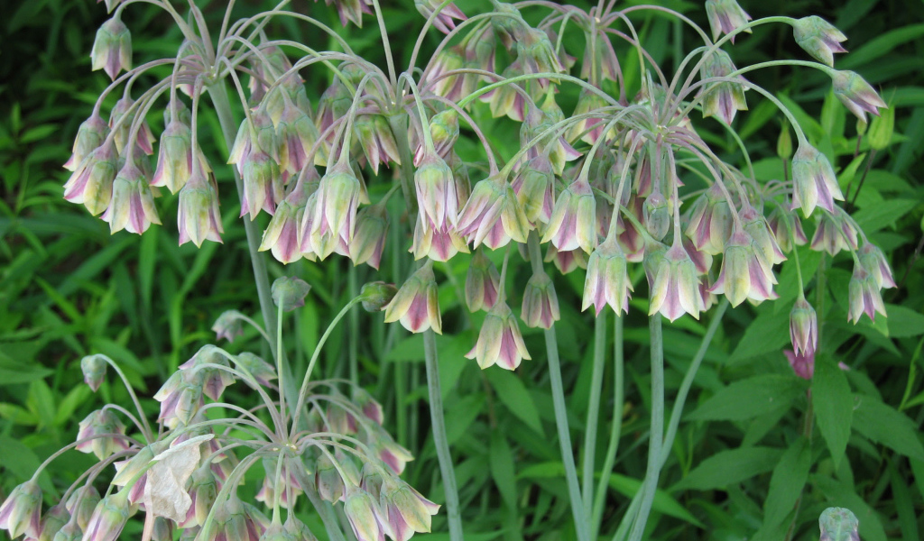 В лесу красивые цветы нектароскордум 