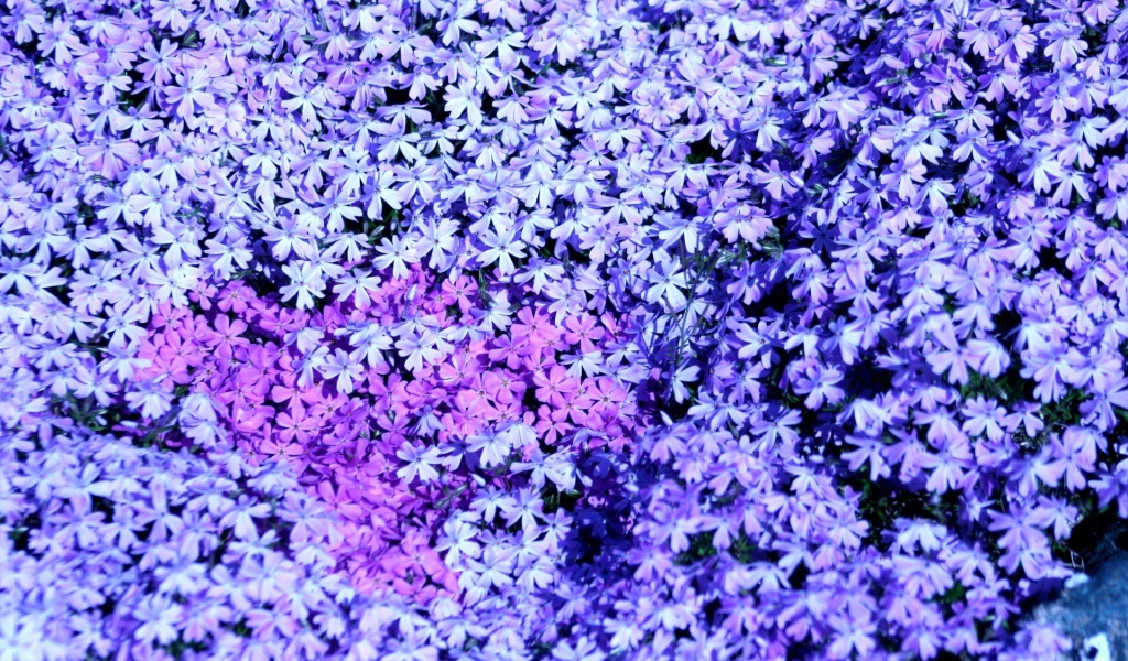 В лесу красивые цветы флокс