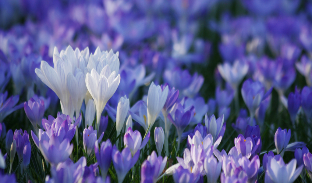 В лесу красивые цветы шафран