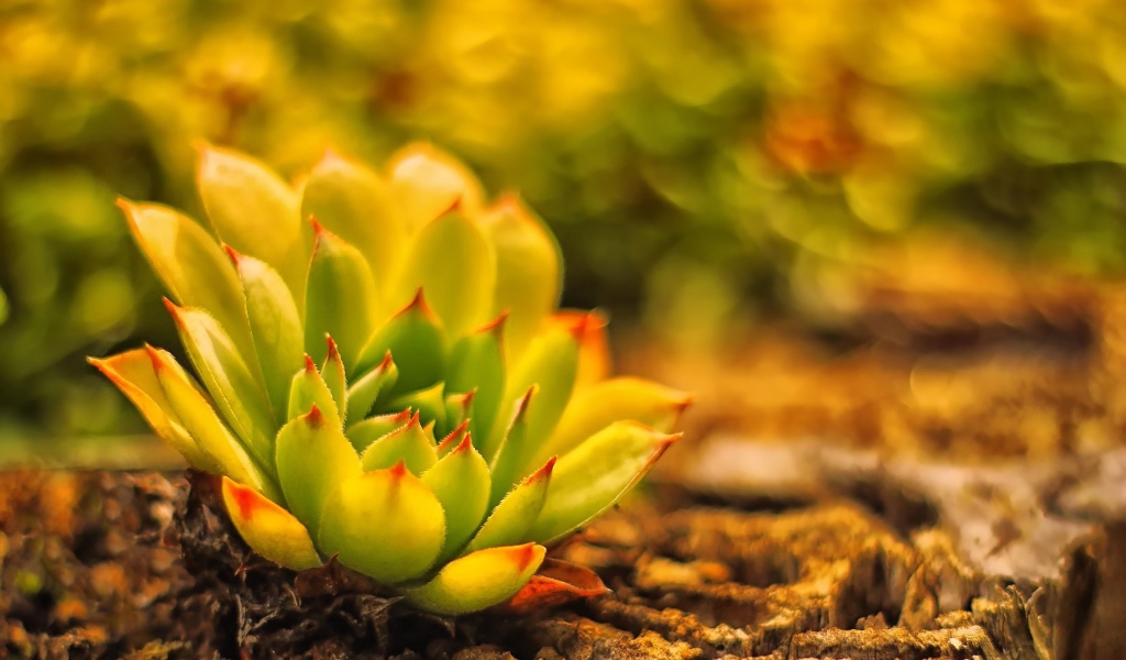 В лесу красивое растение молодило 