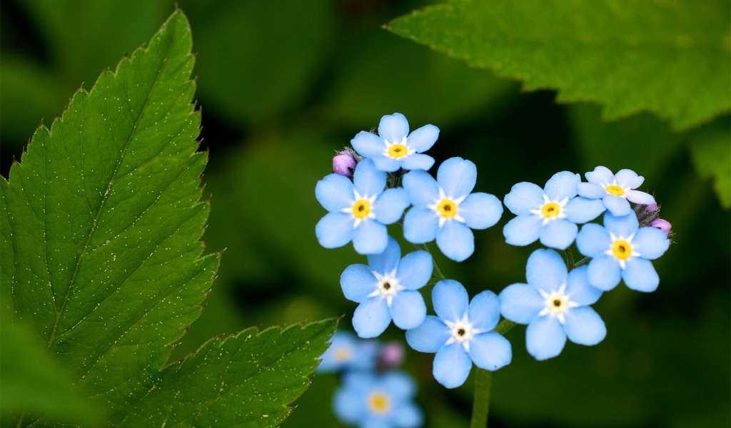В лесу цветы незабудки
