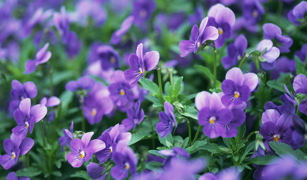 В лесу расцвели цветы анютины глазки