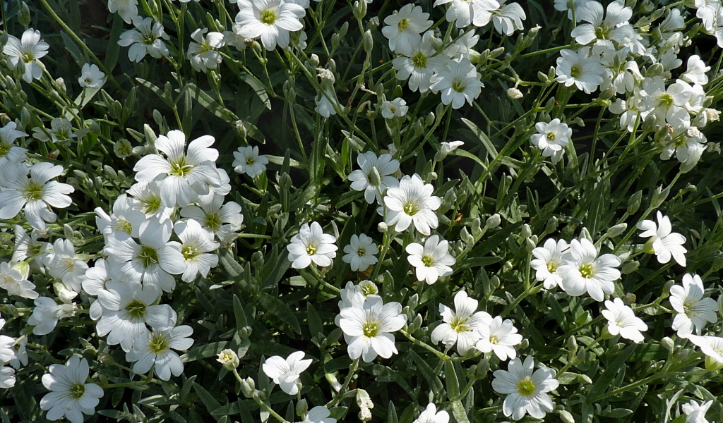 В лесу растение резуха