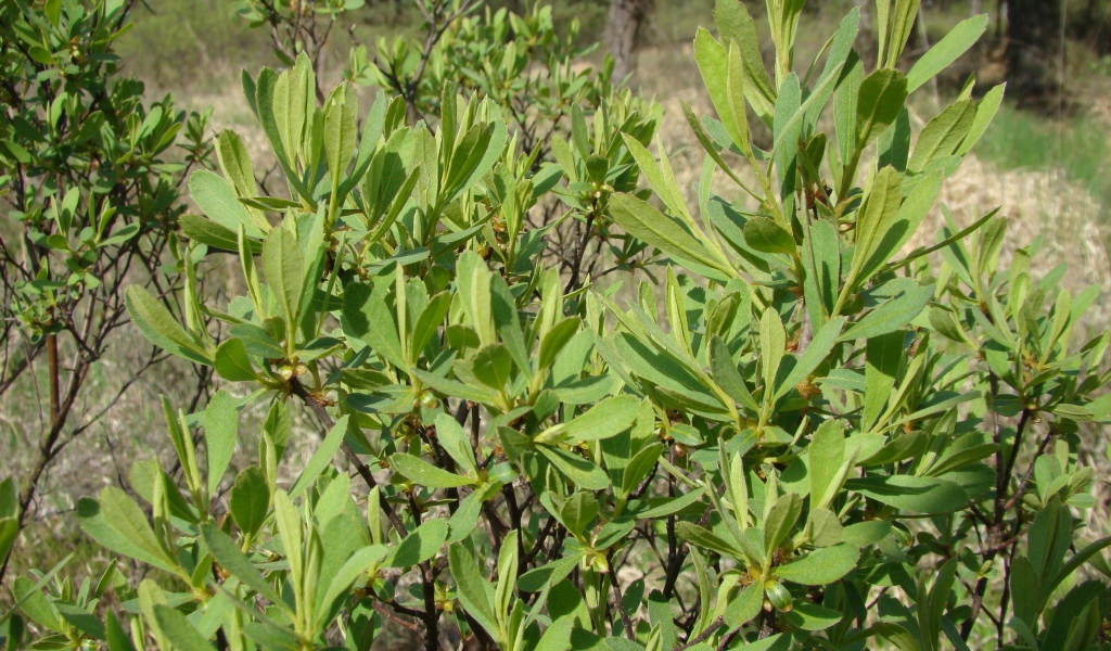 В саду растение восковник