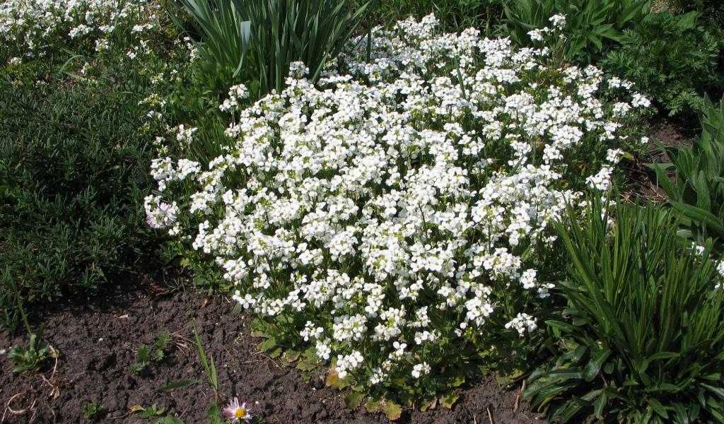 В саду растение резуха
