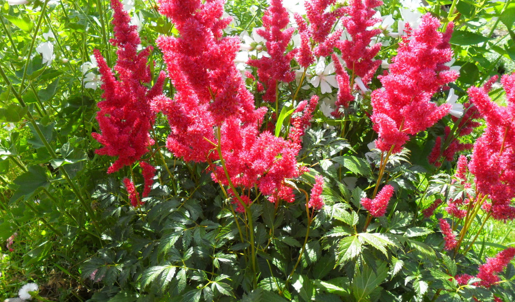 В саду красивые цветы астильба