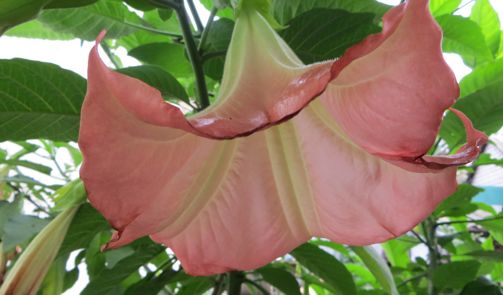 В саду красивые цветы бругмансия