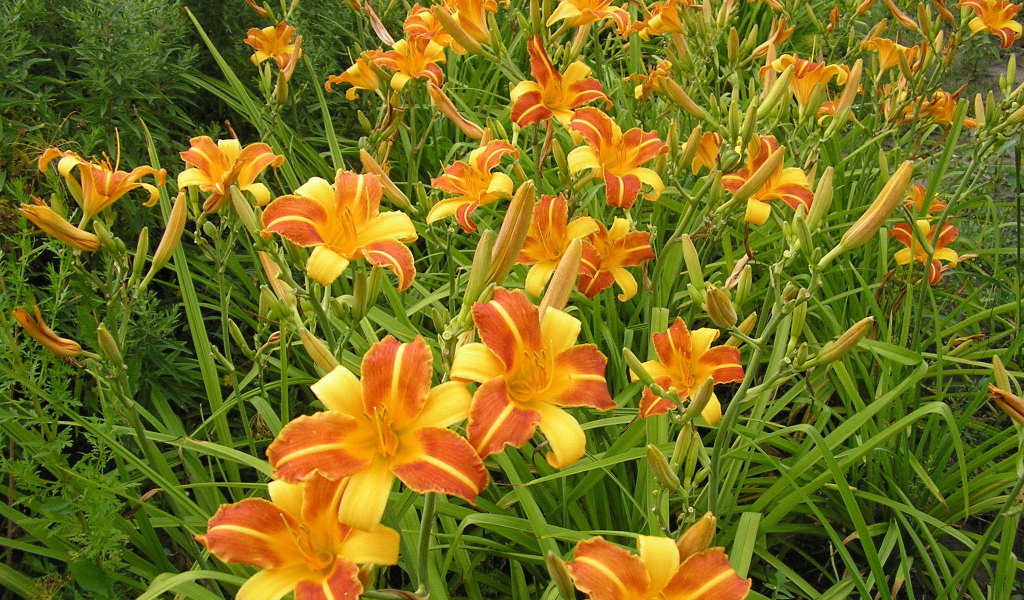 В саду красивые цветы лилейник