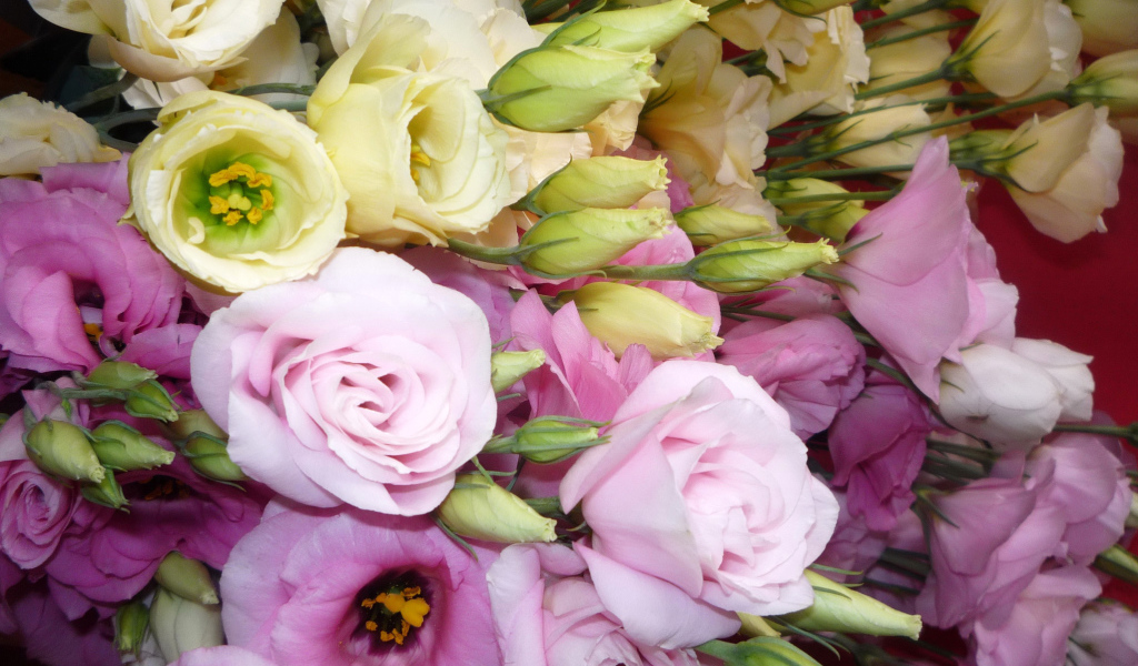 В саду красивые цветы эустома (ирландская роза) 