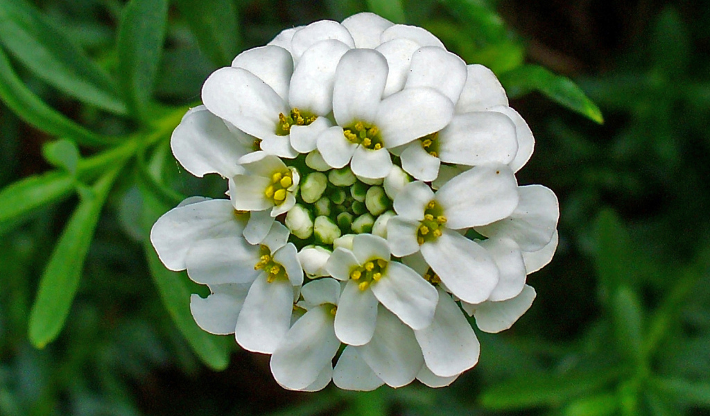 В саду красивые цветы иберис