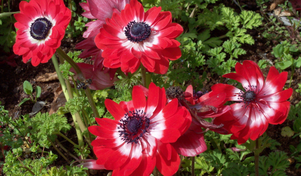 В саду красивые цветы анемона