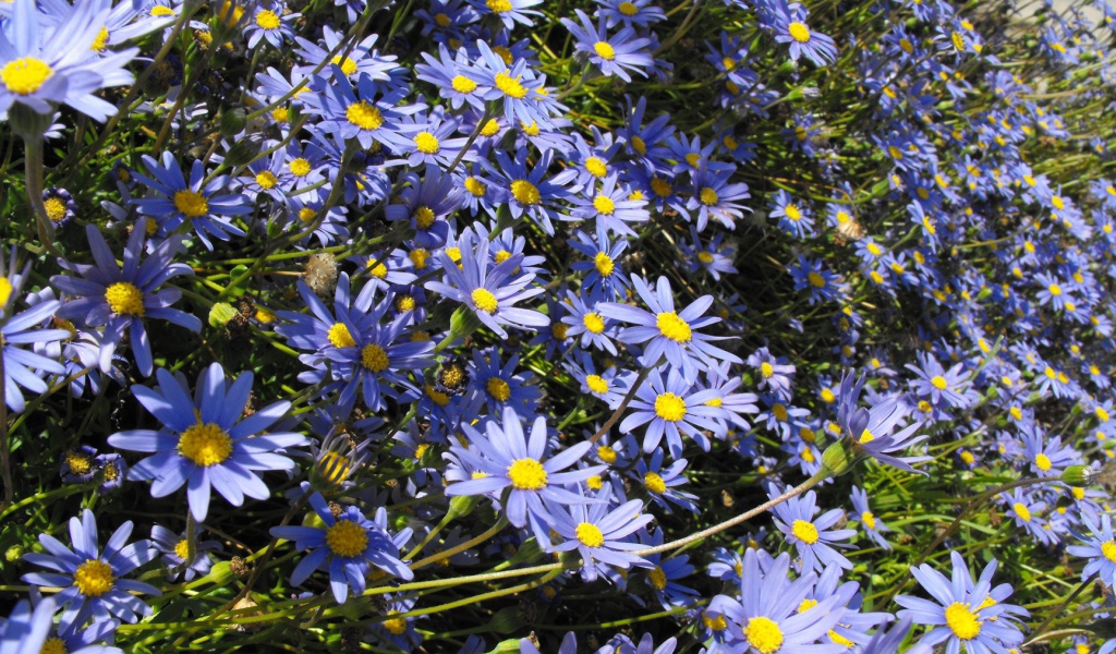 В саду красивые цветы астра