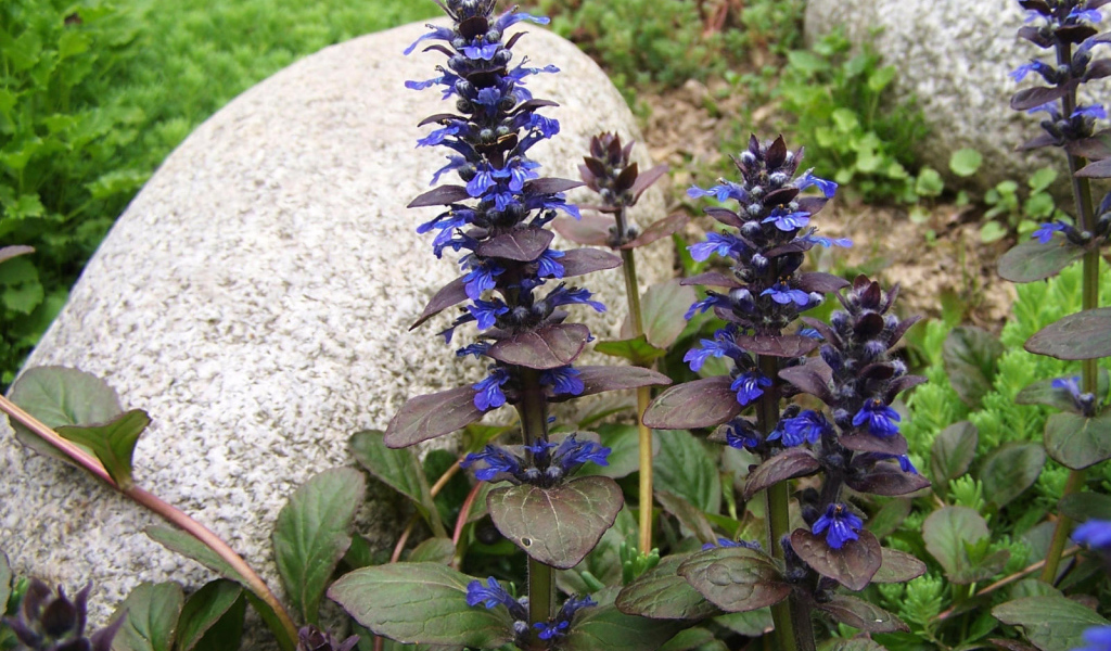 В саду красивые цветы аюга