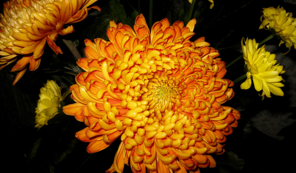 В саду красивые цветы хризантема