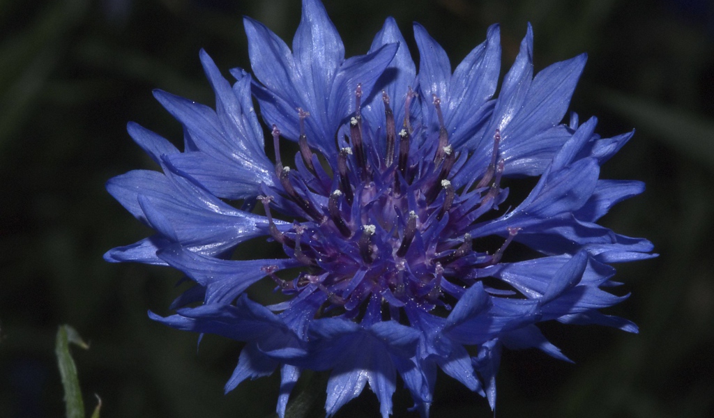 В саду красивые цветы васильки