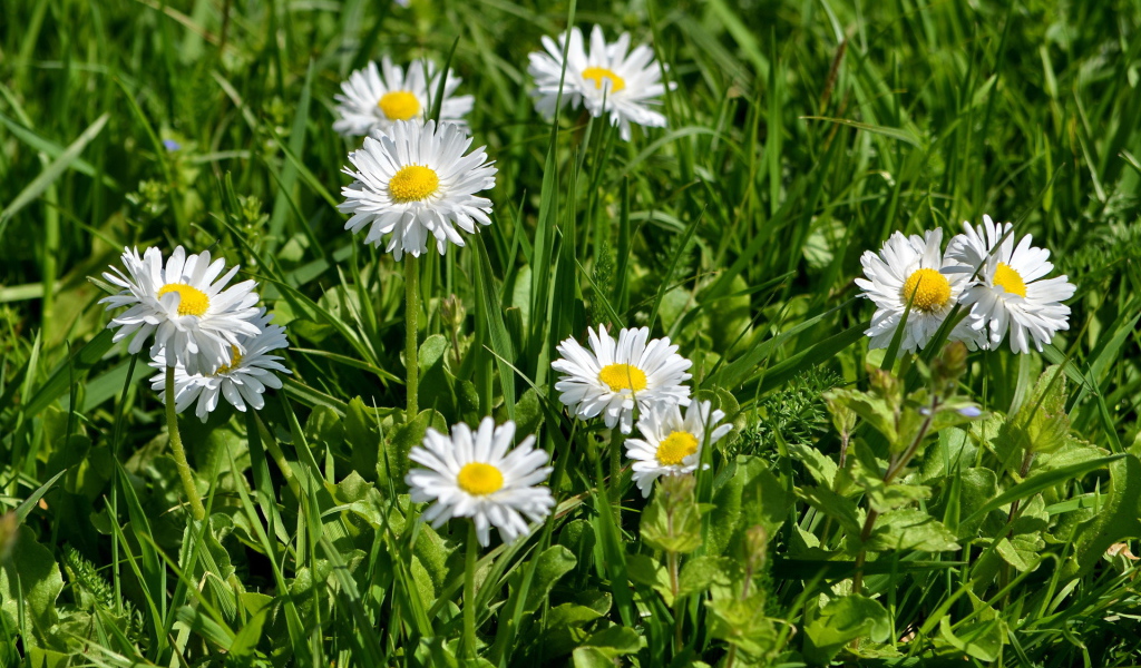 В саду красивые цветы маргаритки