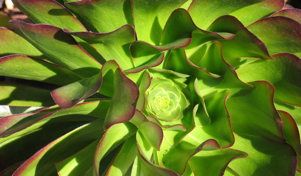 В саду красивые цветы эхеверия (эчеверия) 