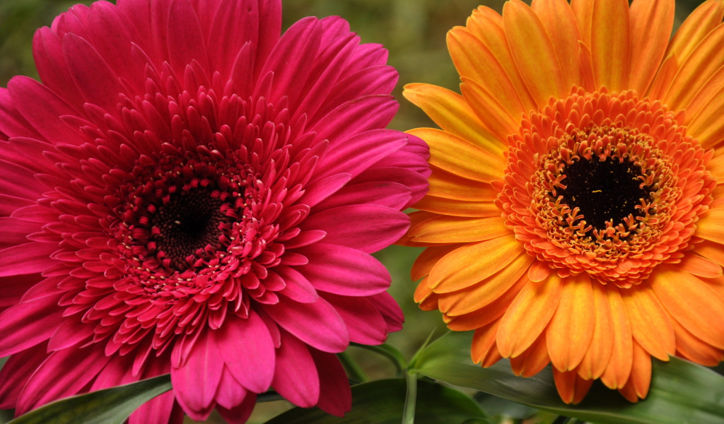 В саду красивые цветы гербера