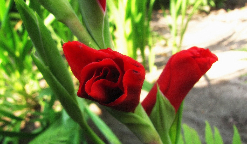 В саду красивые цветы гладиолус