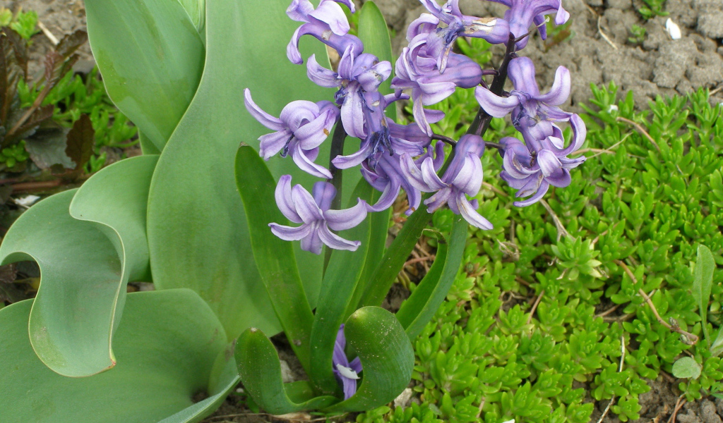 В саду красивые цветы гиацинты