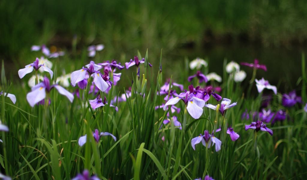 В саду красивые цветы ирисы