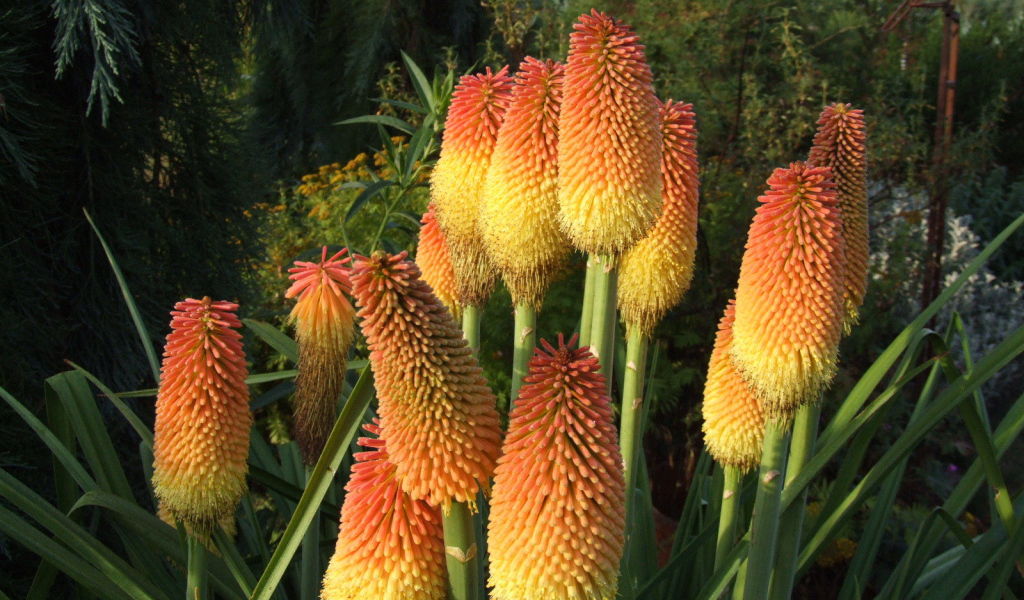 В саду красивые цветы кникофия