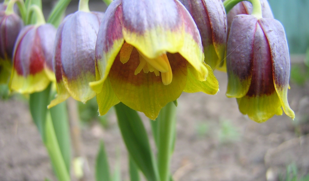 В саду красивые цветы нектароскордум 