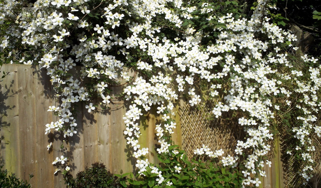 В саду красивые цветы клематис