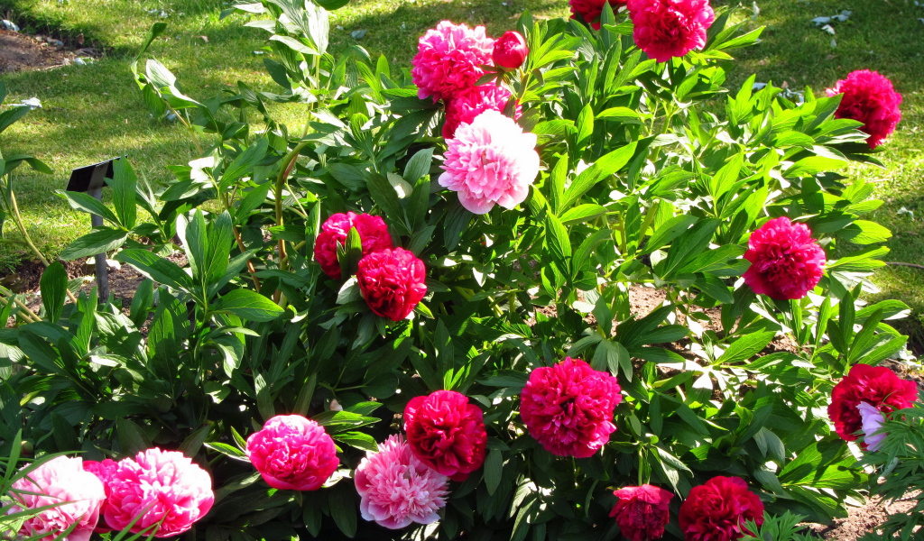 В саду красивые цветы пионы