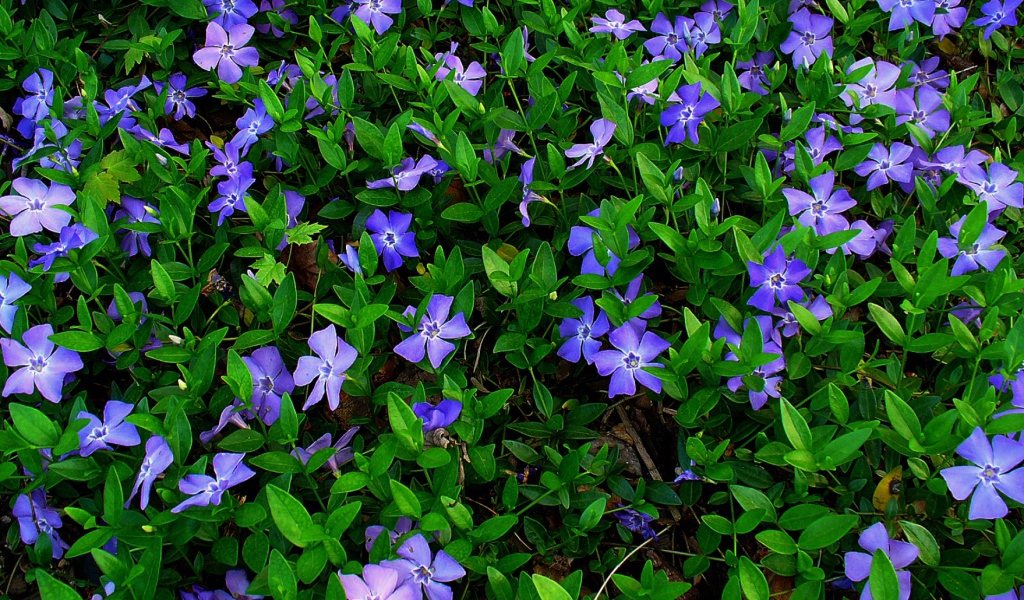 В саду красивые цветы барвинок