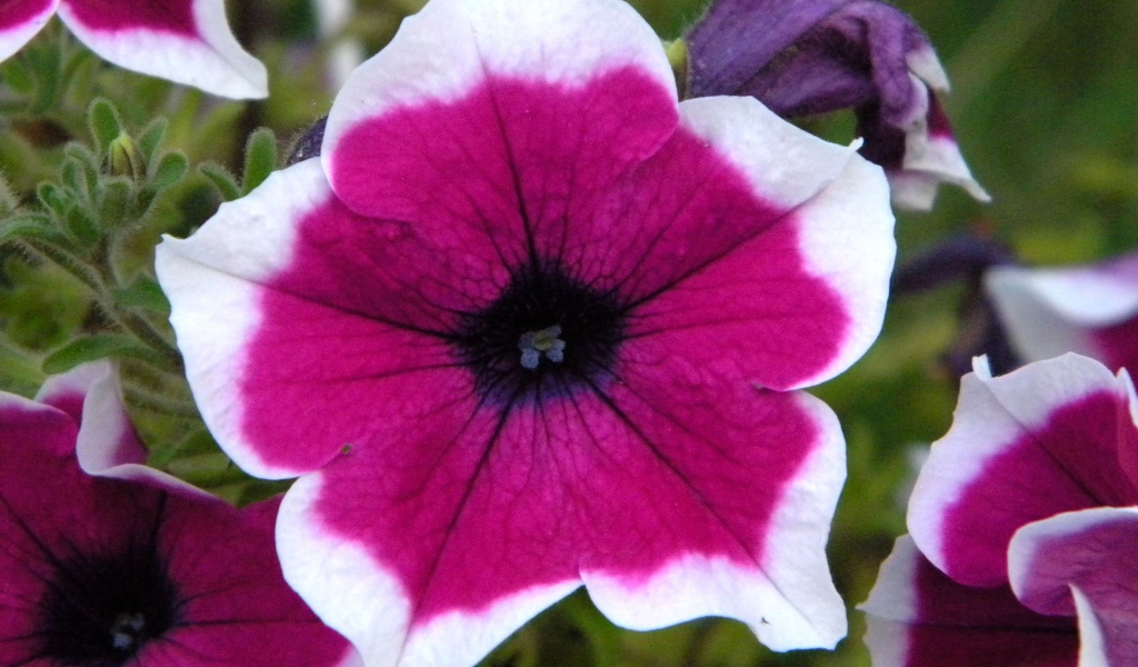 В саду красивые цветы петуния