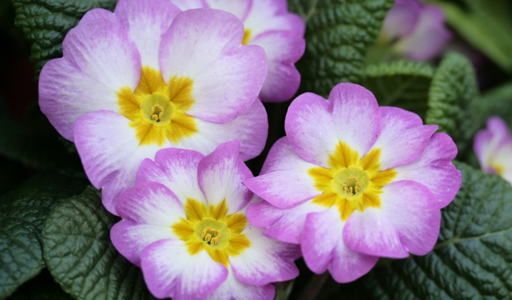 В саду красивые цветы примула