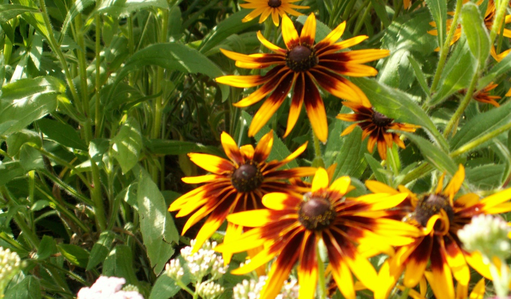 В саду красивые цветы рудбекия