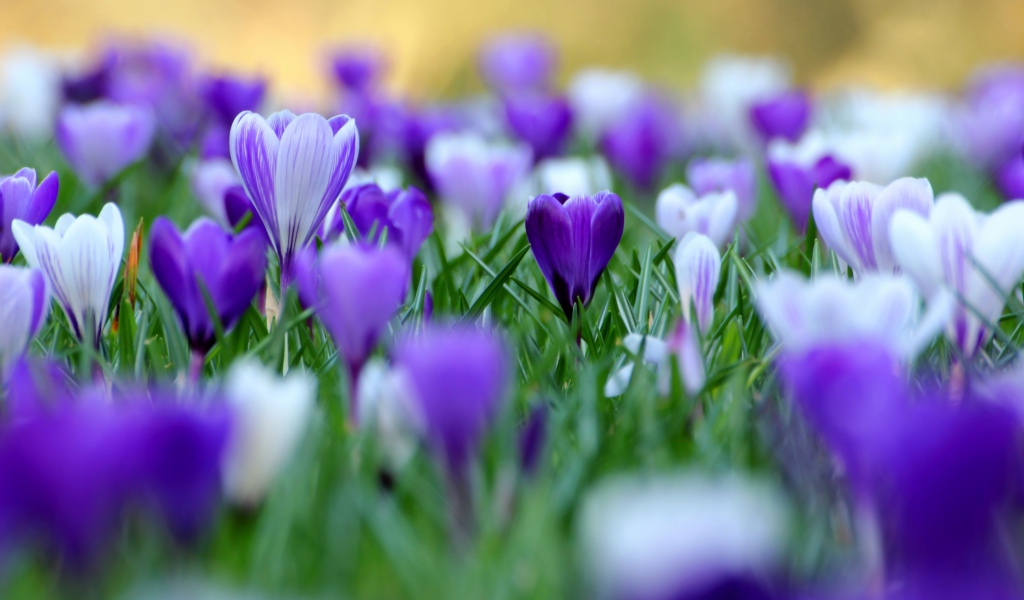 В саду красивые цветы шафран