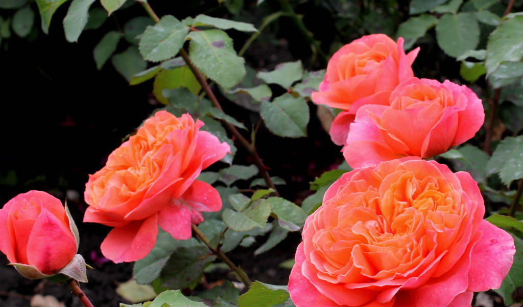 В саду красивые цветы кустарниковые розы