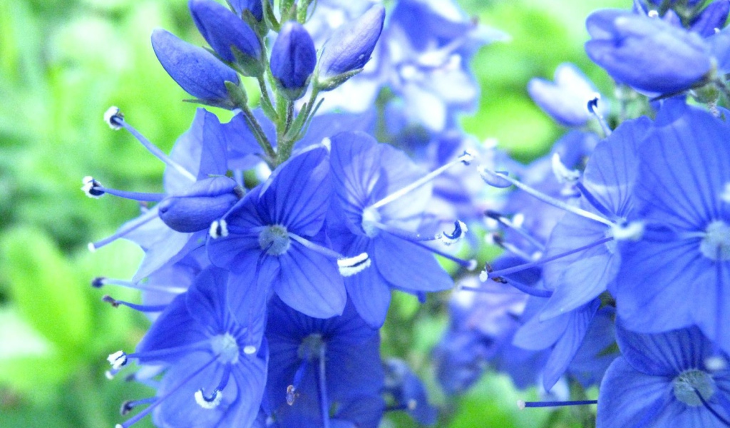 В саду красивые цветы вероника