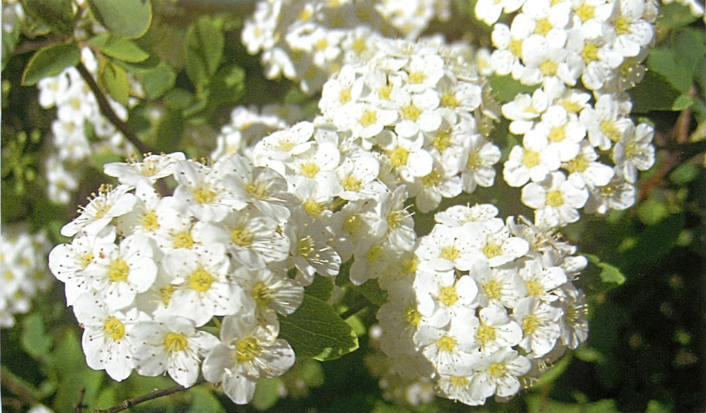 В саду красивые цветы спирея