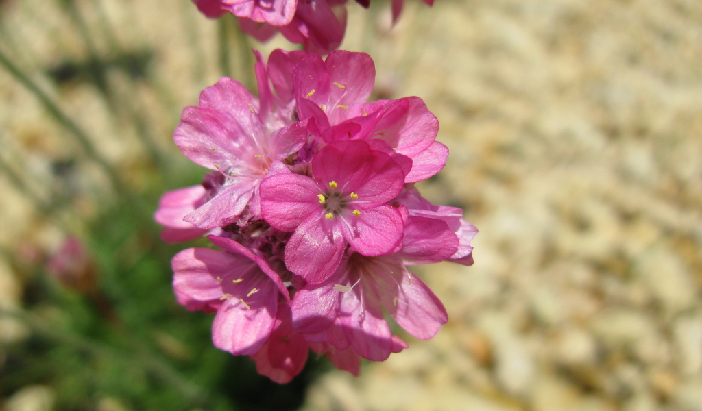 В саду красивые цветы армерия