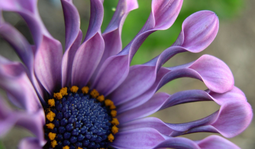 В саду красивые цветы венидиум