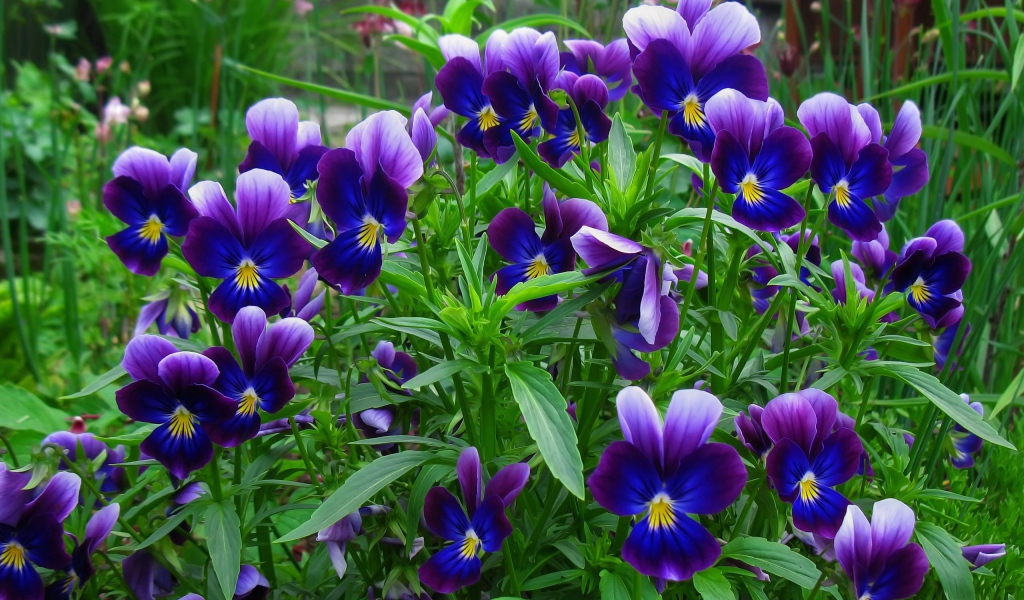 В лесу весенние цветы анютины глазки