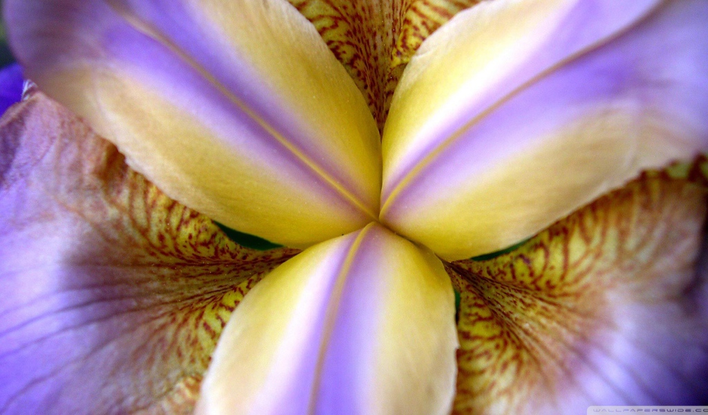 Внутри бутона ириса