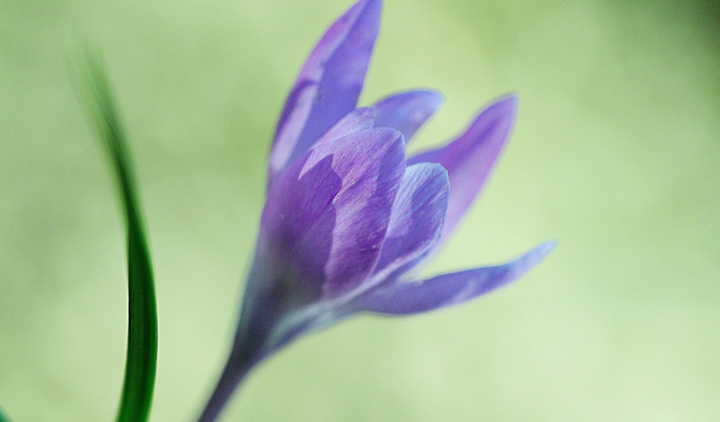 Интересный цветок