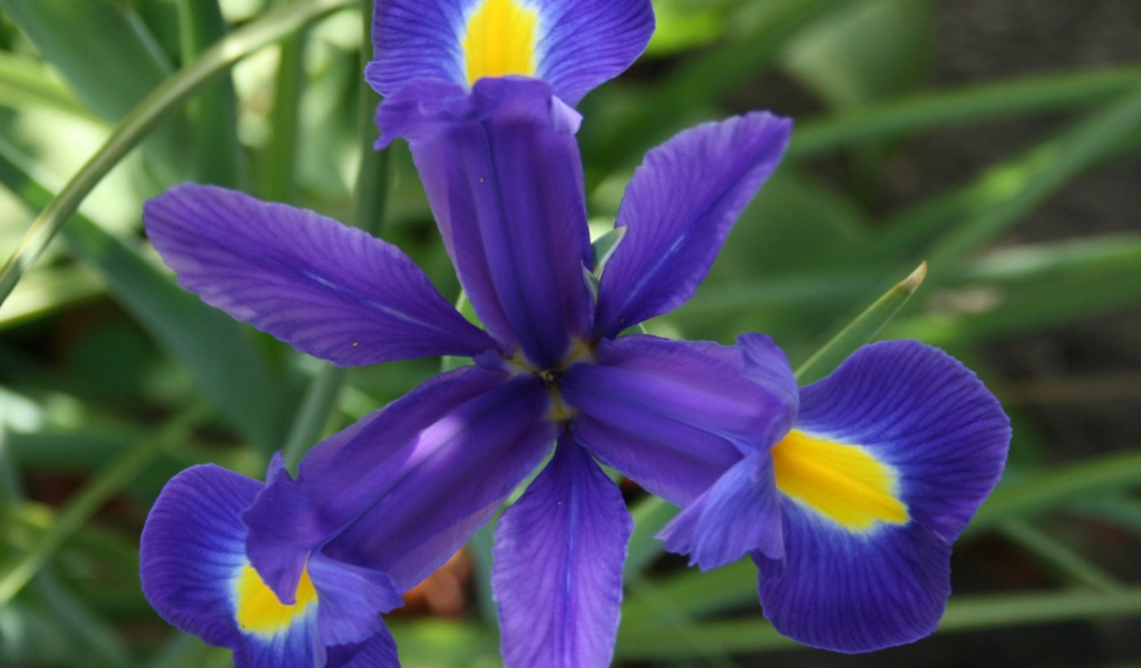 Цветок ириса во всей красе