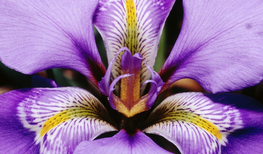 Лепестки цветка ириса