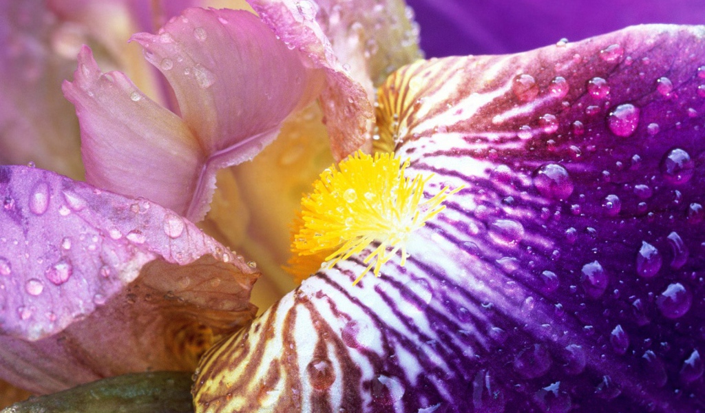 Ирис в лучах солнца