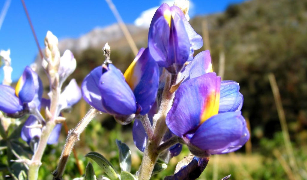 Ирисы на фоне скалы