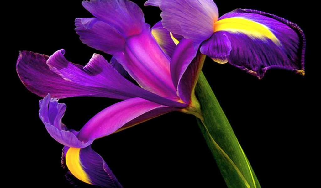 Ирис на черном фоне